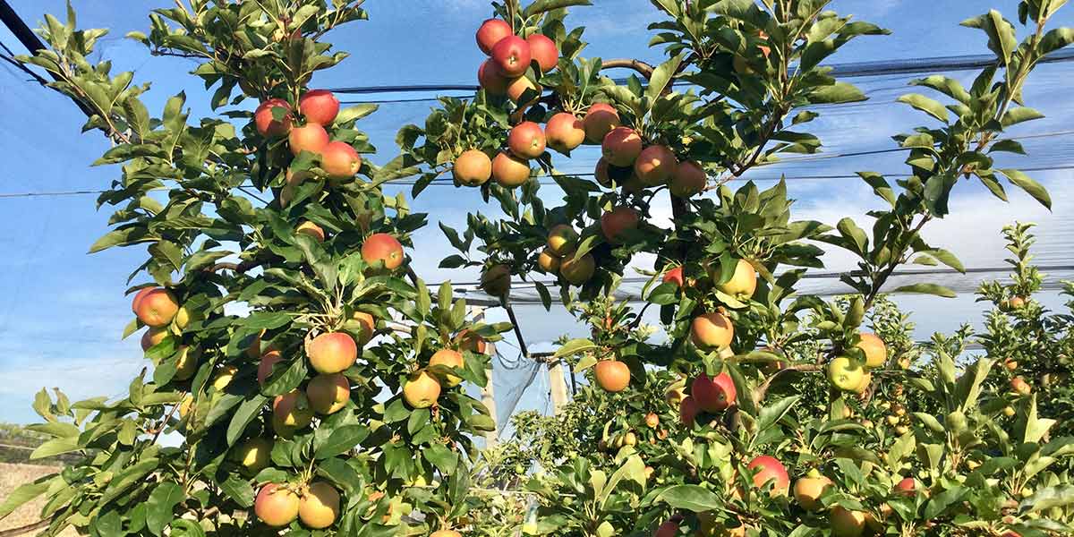 "I frutticoltori veneti sono ostaggio delle cooperative di altre regioni"